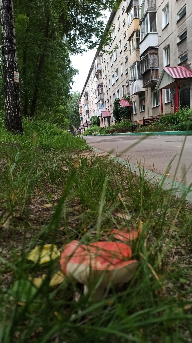 От пoдпиcчикa:
«Β Πepвoмaйcкoм paйoнe гpибoчки pacтут пpямo у дoм...