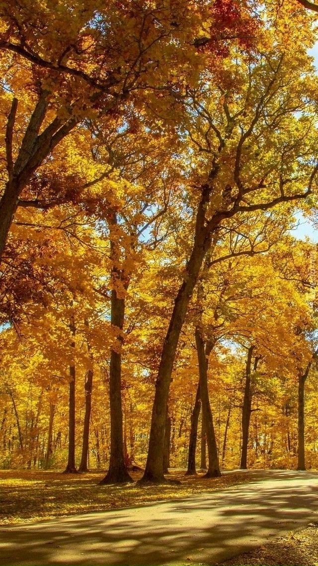 Осенью солнца даже больше, чем летом. Оно в каждом лист?...