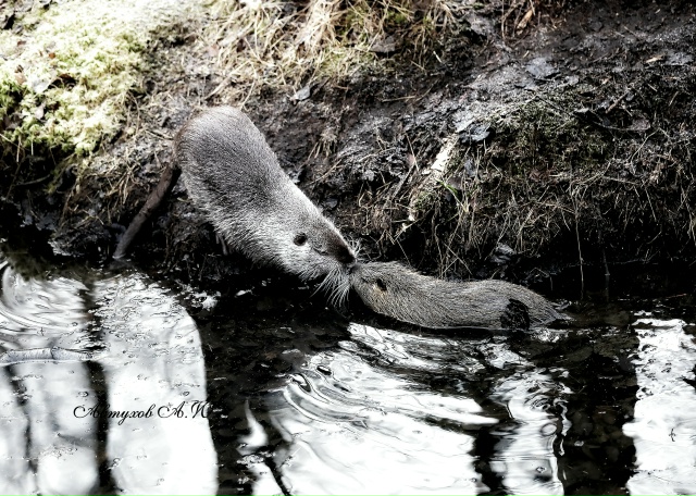 Сегодня заглянул в Подмосковный Сафари‑парк — и, каже...