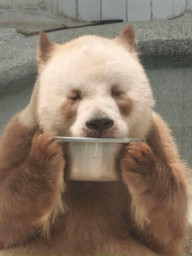 Цисай — не выдумка художника, а настоящая панда, будто ...