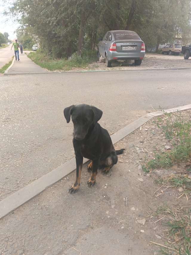Пристраивается в самые добрые руки щенок, мальчик, воз?...