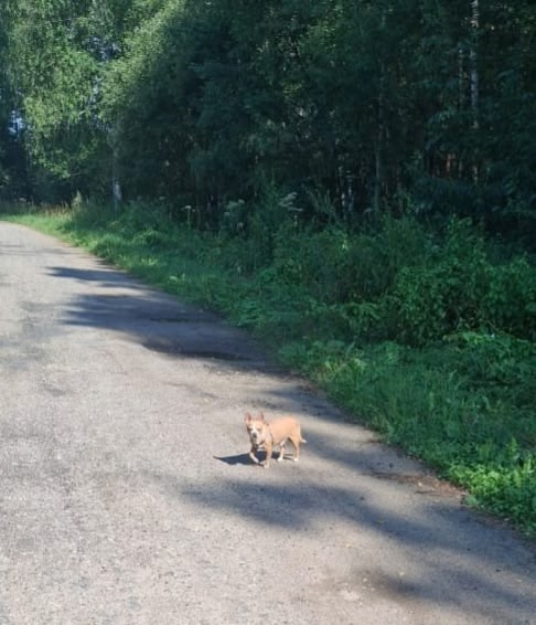 Нашли на дороге собачку, в районе деревни Бородино