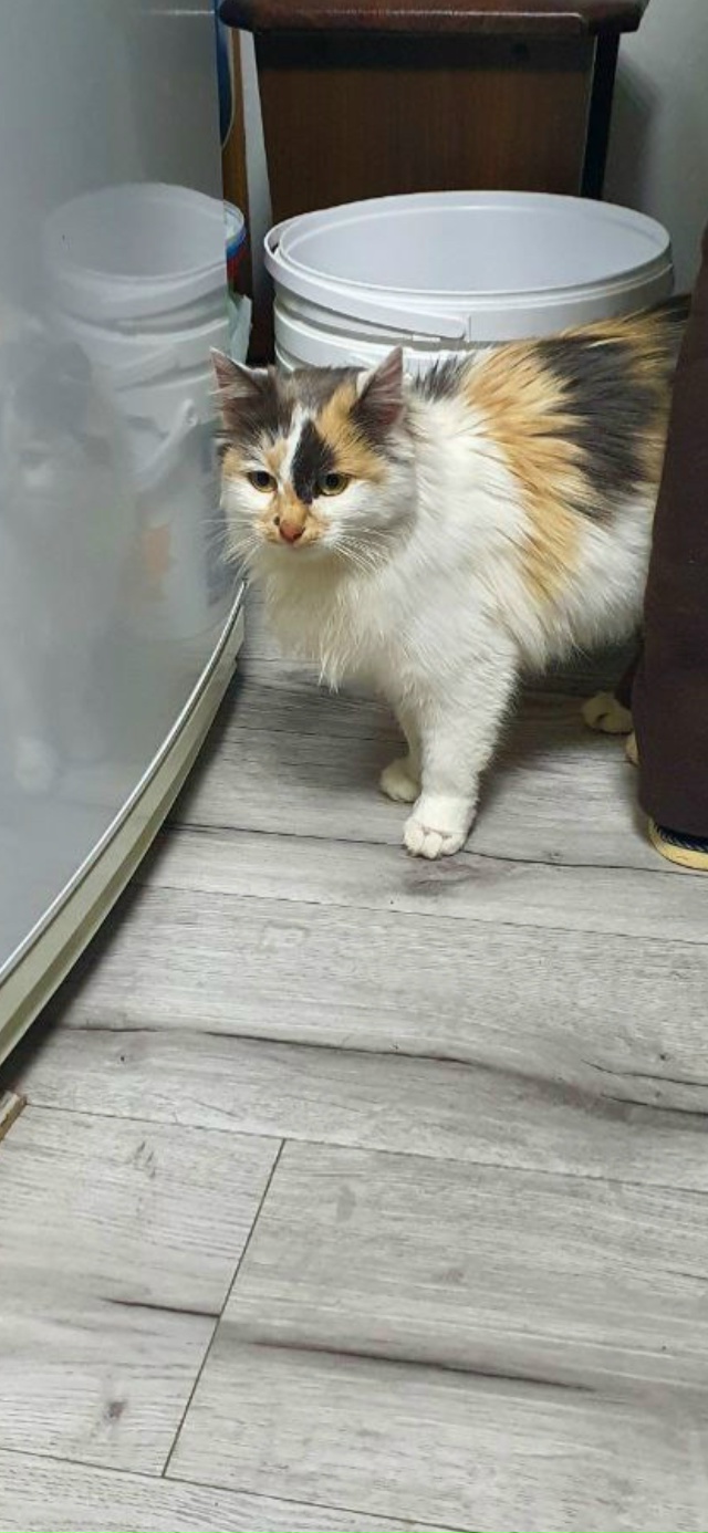 Может кто-то узнает потеряшку, найдена за д. Седельница...