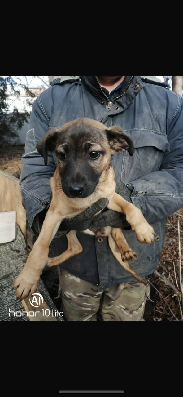 ‼️ СРОЧНО ‼️🚨
Щенки в отлове Ульяновска‼️🚨Через 3...