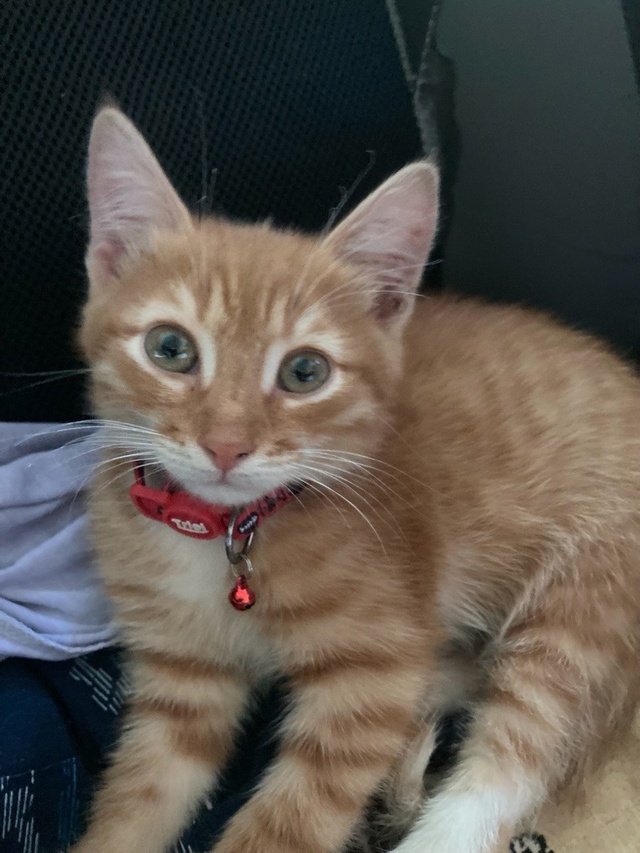 Ребята привет?помогите пожалуйста…
12.07 пропал котен?...