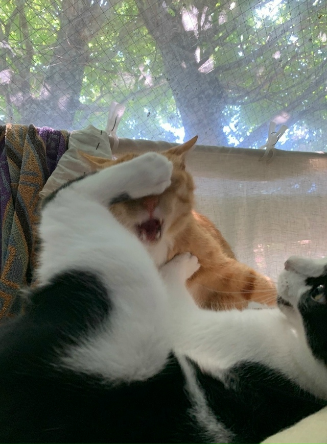 Идеальная же пара