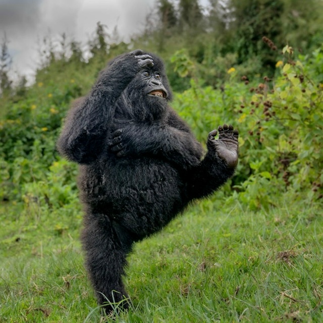 👉Объявлены финалисты конкурса самых смешных фото дик...