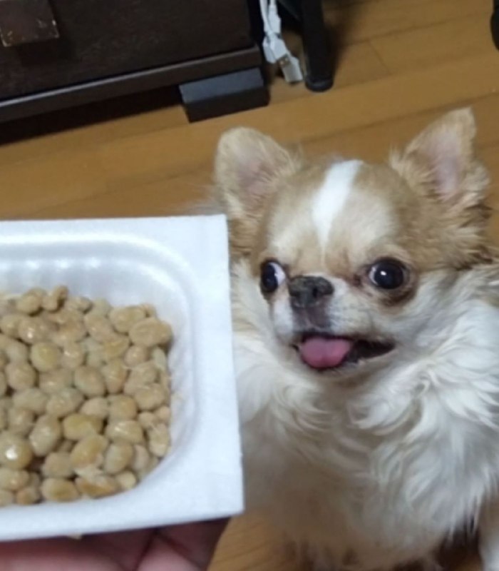 Бро завирусился в сети и стал мемом, из-за своей необузданной любви к натто(ферментированные бобы)