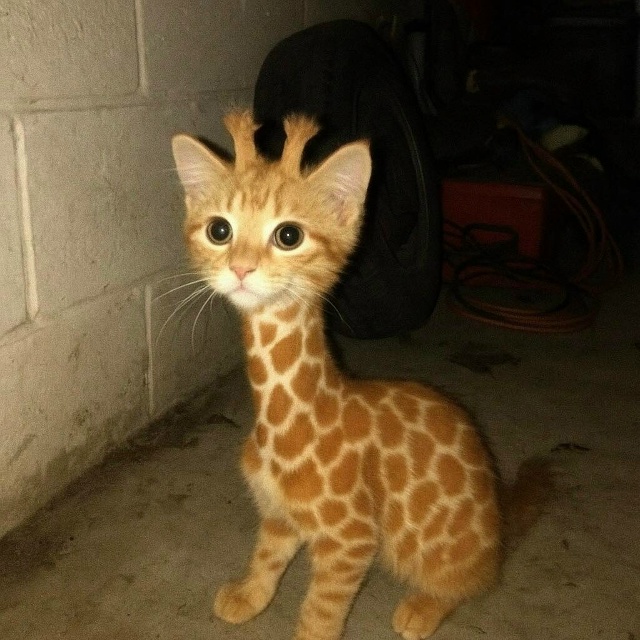 Давайте просто признаем тот факт, что коты прекрасны в ...