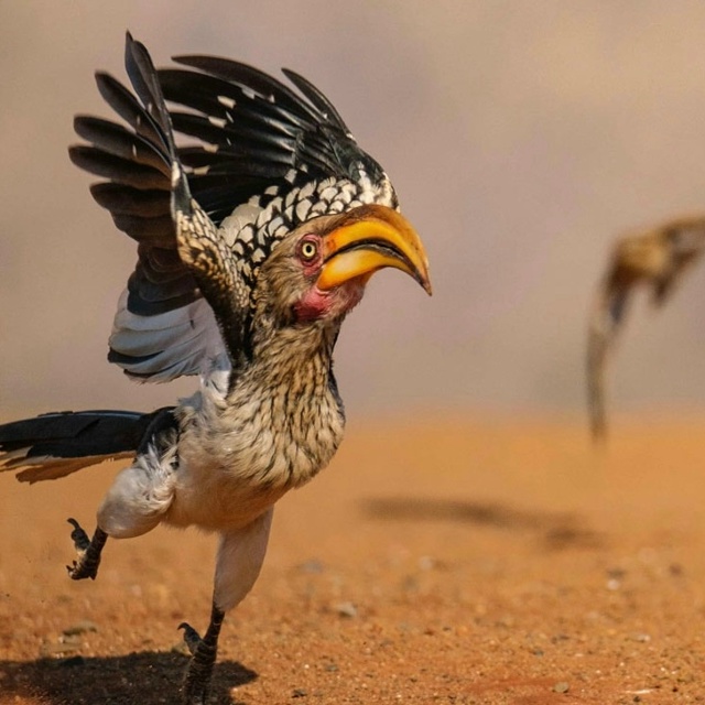 👉Объявлены финалисты конкурса самых смешных фото дик...