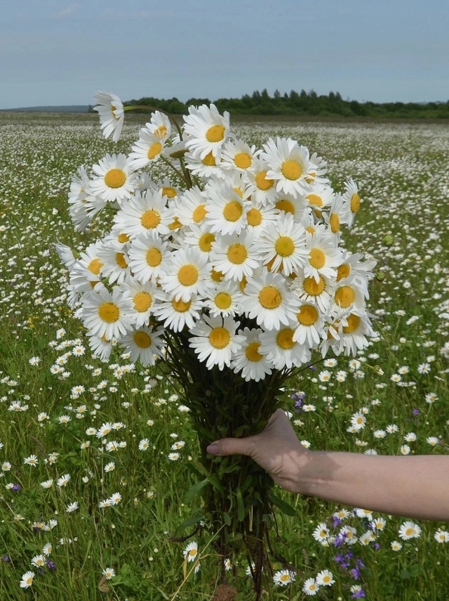 «лето — это маленькая жизнь» 🧡🌿