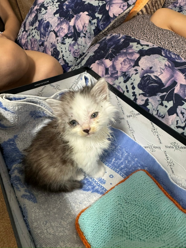 Отдается котенок в добрые руки 🥹 мальчик. Уличная кош?...