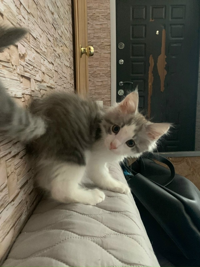 Отдаем кота в добрые руки. Звоните по номеру телефона: 8...