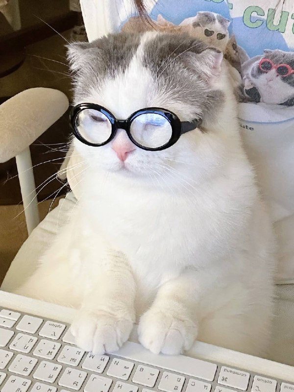 Рабкотаем наперекор лапке
