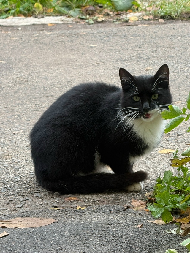 Чей котик потерялся? Находится в г-1/30 дом