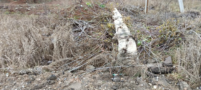 На этот год судя по всему работы по обустройству спуск?...