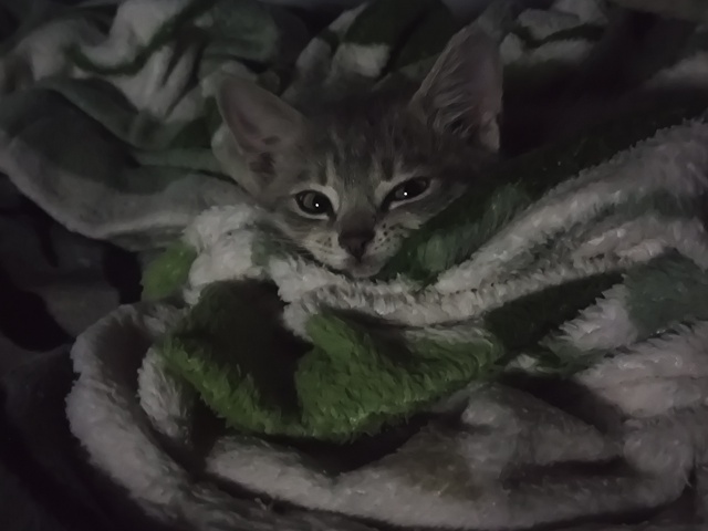 Не #мявстерская