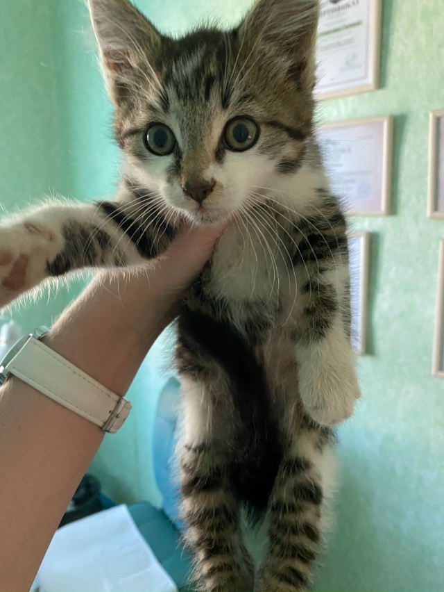 Всем здравствуйте! Прошу помочь в поиске кота.
История ...