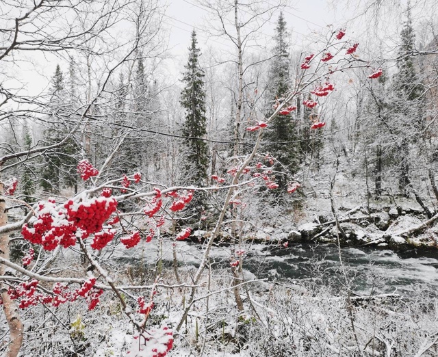 Полярно-альпийский ботанический сад укрылся снегом🌨?...