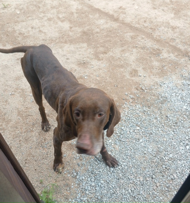 Жители ул. Куйбышева! Может знаете хозяина этого пса ? Н...