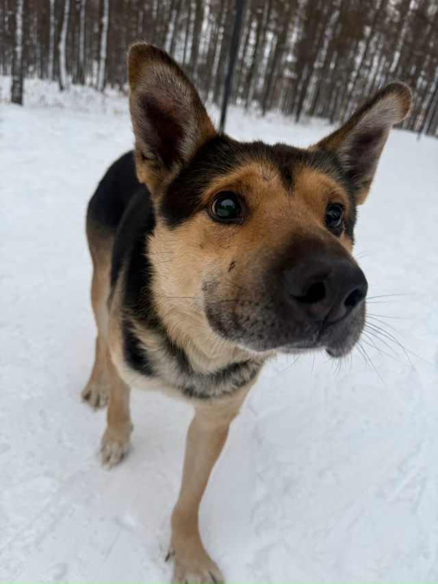 Чья собака? Очень милая, ходит по Балахте, выглядит гол?...