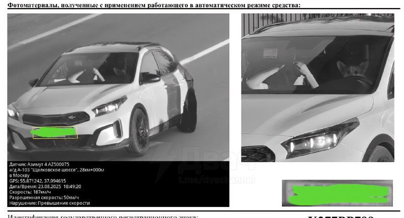 В Москве камеры сняли корги за рулём: пушистый водитель вместо положенных 50 разогнался до 187 км/ч