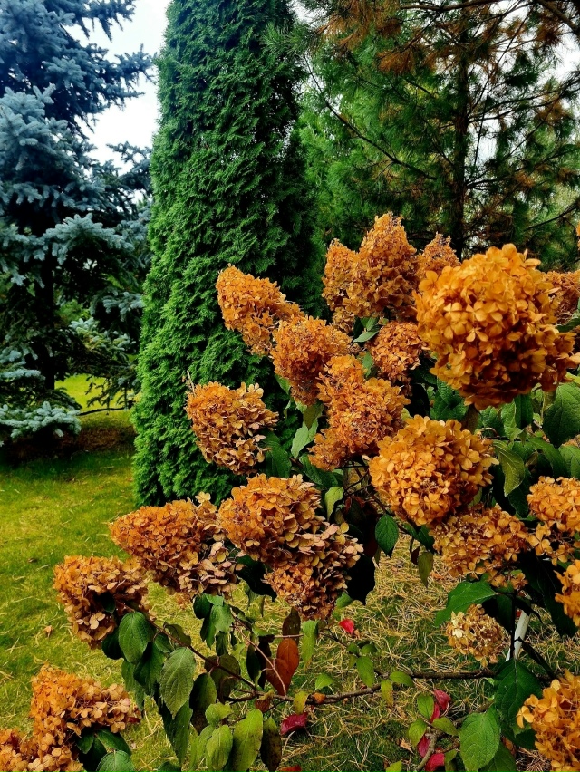 Красивый caд жительницы Перми ?
? Ирина Шершнёва