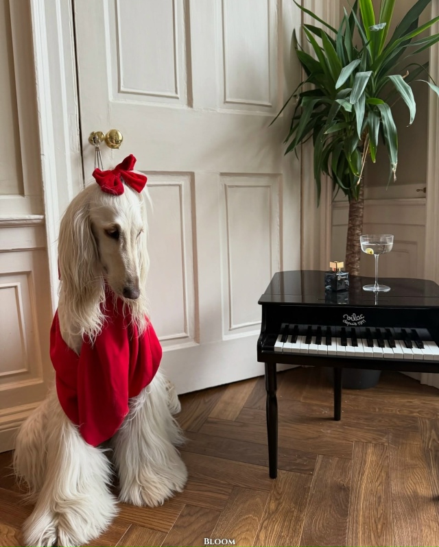 Что вы вообще знаете о стиле? Что?
Это собака Саманта —...