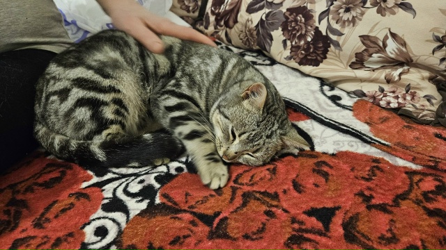 НАШЛИ КОТА❗
Нашли кота около подъезда ул. Девичье поле...