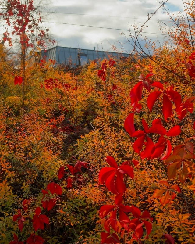 Морозовский садик — часть живописного особняка Мороз?...