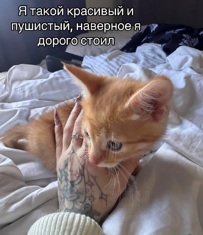 На котов это не действует