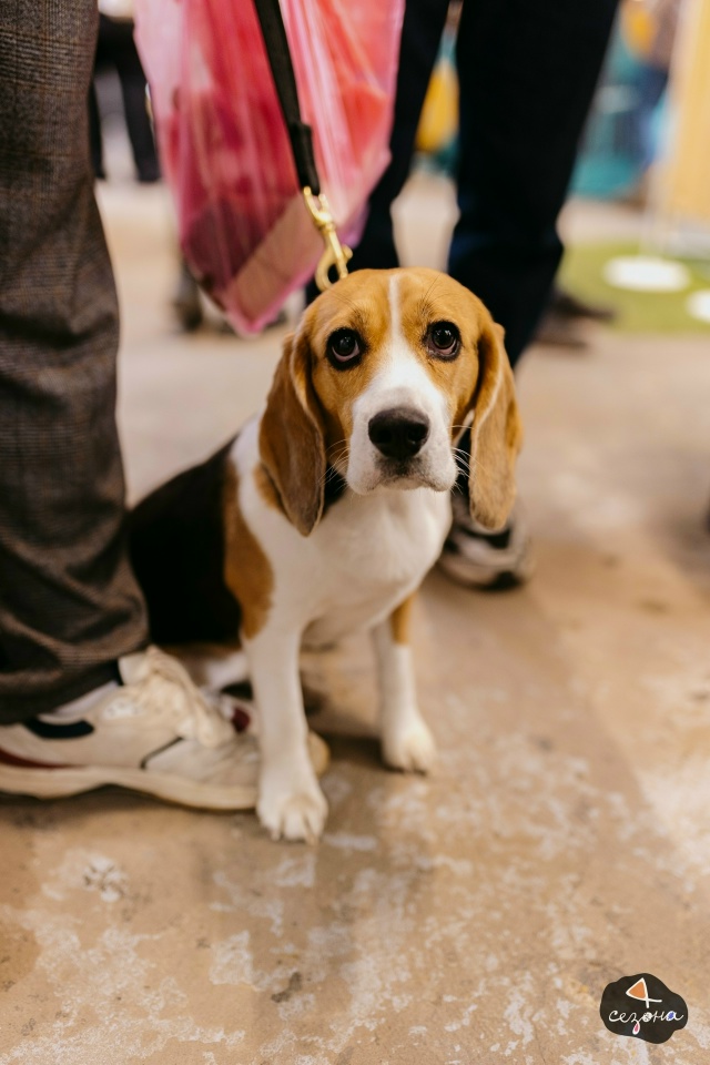 Мы всегда рады вам и вашим четвероногим любимцам на на?...