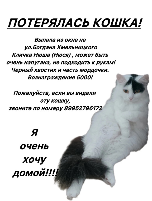 Пропала кошка! 🆘
Мы не оставляем попыток найти нашу к?...