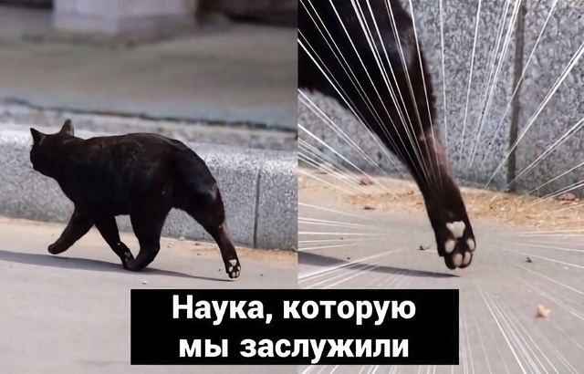 В Японии младшеклассники летом проводят «исследовани?...