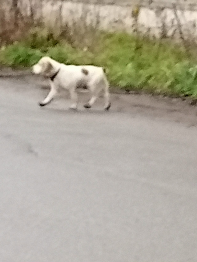 Чья собака бегает около,,, Дикси,, на Октябрьскрй. Анон.