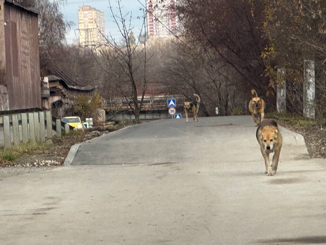 На фото... нет, не 3 бездомные псины, сбившиеся в стаю. На ...