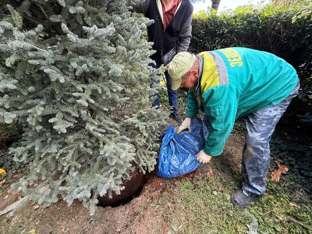 🌳 В Ялтинском до конца года планируют посадить около 2...