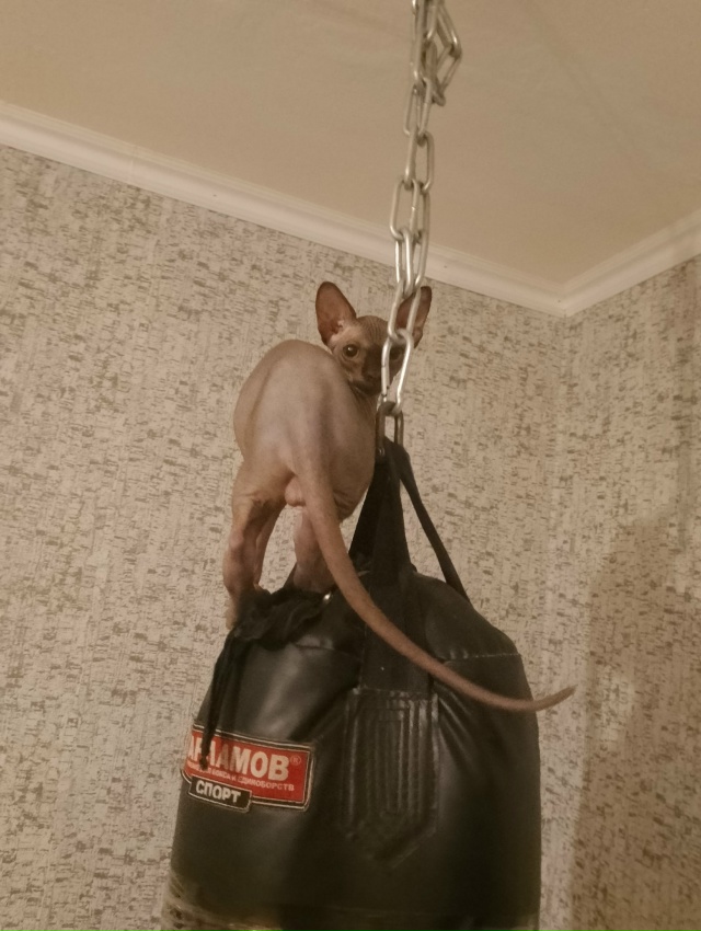 Я спортик ...ля😅Анубис,любимый ухо и носокусака