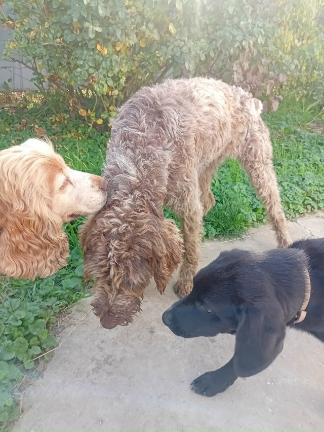 Может кто терял собаку? Похожа на дратхаара, только сли...