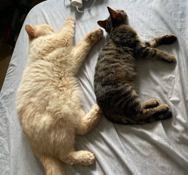 Авось повезет.
Это бомж Рома, найденый на парковке и вр...