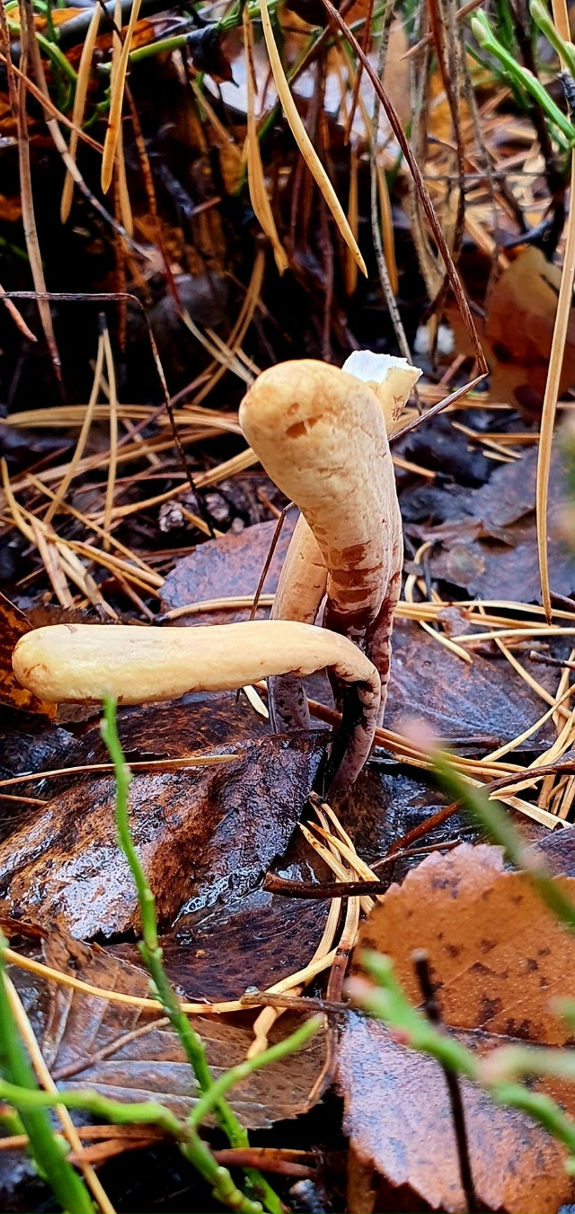 Лес утонул в густом тумане...Зрелище скажу такое- таинс?...