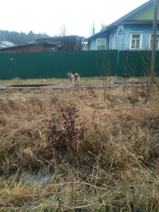 Чья собака? на ул.Мамонова прицепилась цепью за мостки,...