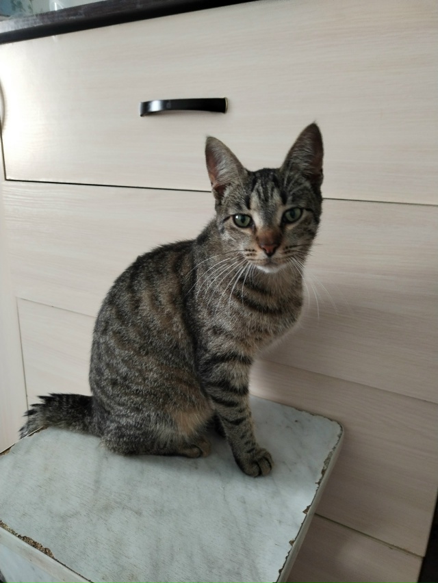 В добрые руки кошечки, все стерилизованны и обработаны...