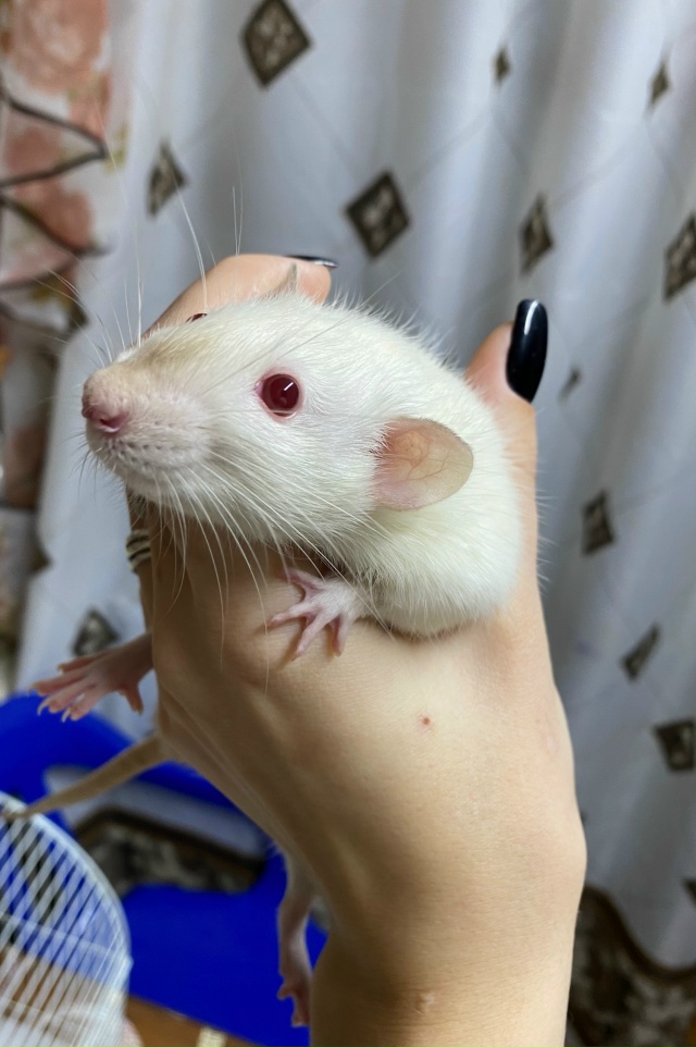 Отдам крысок, малышам около месяца, взрослым около пол?...