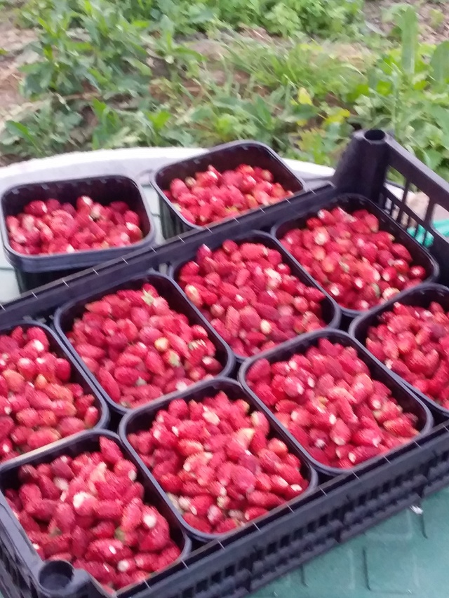 Продам землянику. 89622057505