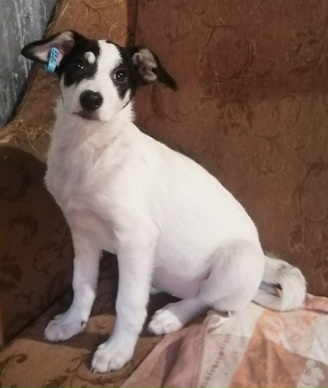 Вот такие звёздочки четверолапые Две сестрички Герда ...