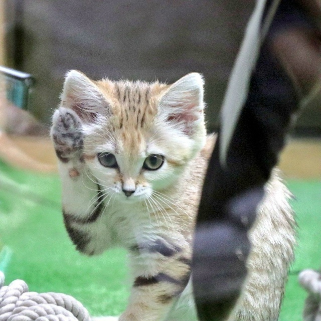 Песчаные котики — это самые маленькие дикие кошки, кот...