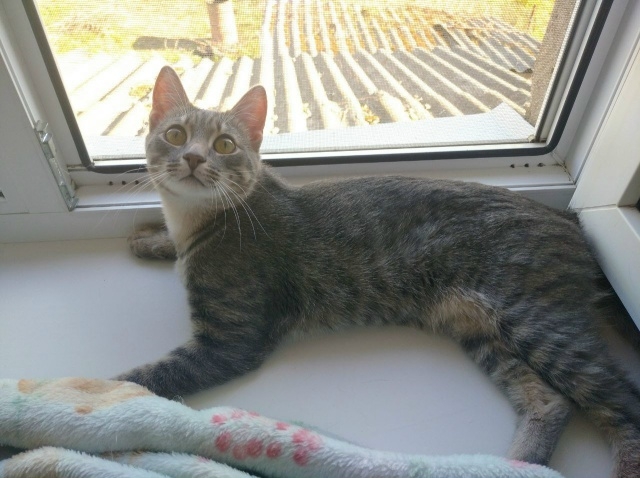 Вы верите в мИссию?💙🥺
Ощущение что этот котик прибы...