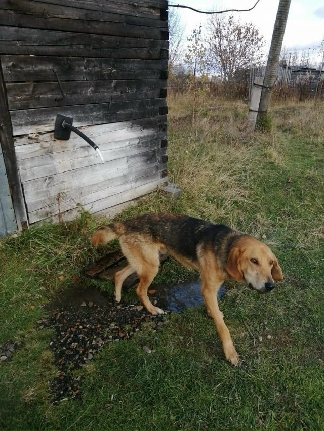 🆘🆘🆘Пермский край, Горнозаводский район!!!!Найден го?...