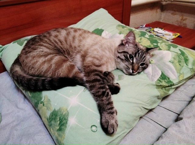 Кот Арбуз 🐈🍉Когда идёшь спать, а твоё место уже занят...